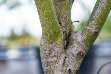 Acer p. 'Atropurpureum' ME200-250 P/K Acer palmatum 'Atropurpureum' Mehrstämmig 200-250