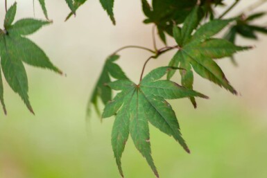 Acer p. 'Atropurpureum' ME200-250 P/K Acer palmatum 'Atropurpureum' Mehrstämmig 200-250