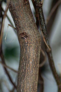 Acer palmatum 'Atropurpureum' mehrstämmig 200-250