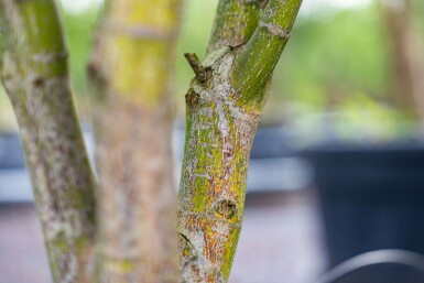 Acer palmatum 'Atropurpureum' mehrstämmig 200-250