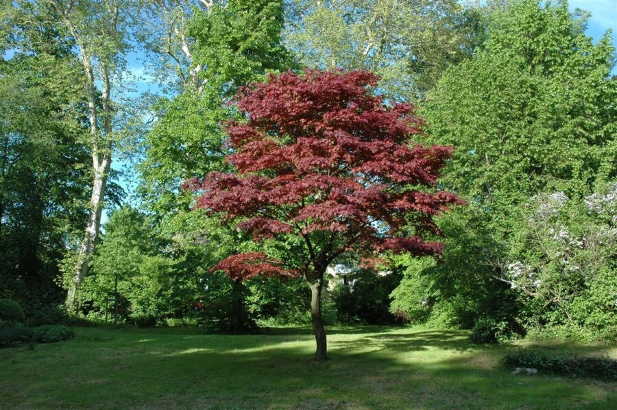 Acer p. 'Atropurpureum' ME200-250 P/K Acer palmatum 'Atropurpureum' Mehrstämmig 200-250