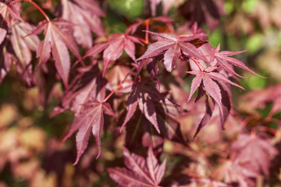 Acer p. 'Atropurpureum' ME200-250 P/K Acer palmatum 'Atropurpureum' Mehrstämmig 200-250