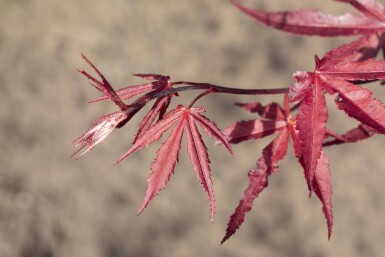 Acer palmatum 'Bloodgood'