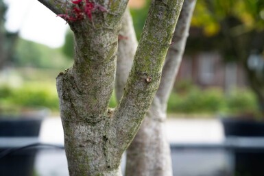 Acer palmatum 'Bloodgood'