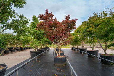 Acer palmatum 'Bloodgood' mehrstämmig 200-250