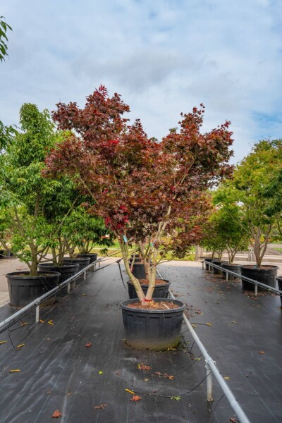 Acer palmatum 'Bloodgood' meerstammig Acer palmatum 'Bloodgood' meerstammig