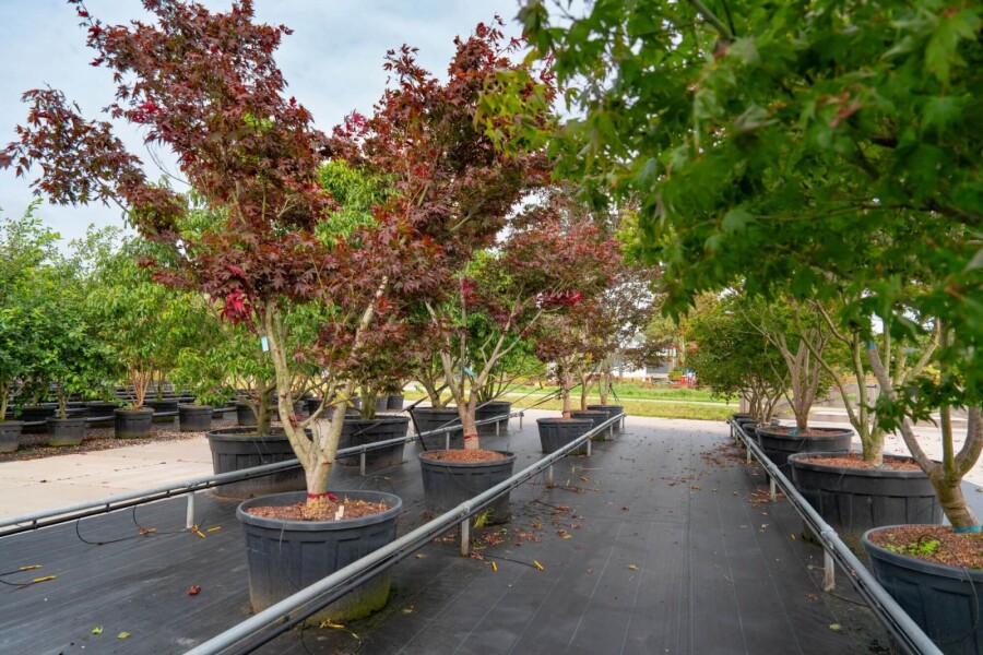 Acer palmatum 'Bloodgood' ME 200-250 P/K Acer palmatum 'Bloodgood' Mehrstämmig 200-250