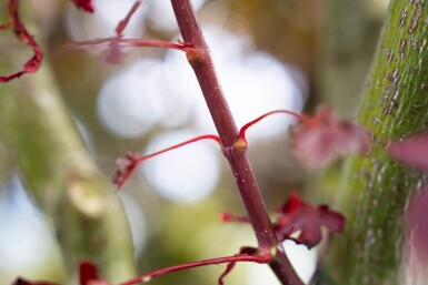 Acer palmatum 'Bloodgood' mehrstämmig 200-250