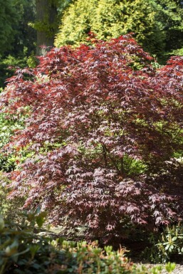 Acer palmatum 'Bloodgood' mehrstämmig 200-250