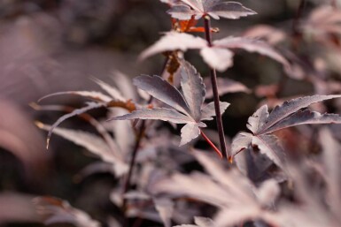 Acer palmatum 'Bloodgood' mehrstämmig 200-250