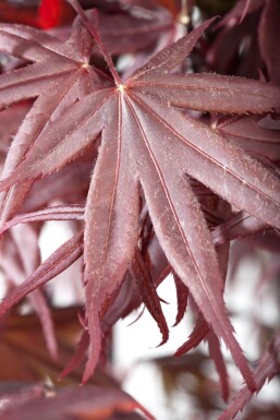 Acer palmatum 'Bloodgood' mehrstämmig 200-250