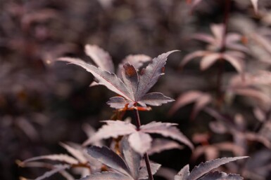 Acer palmatum 'Bloodgood' mehrstämmig 200-250