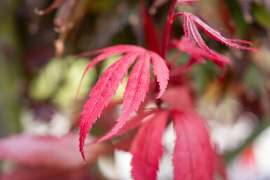 Acer palmatum 'Bloodgood' mehrstämmig 200-250