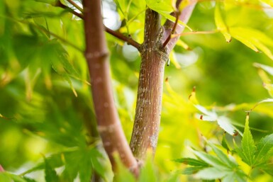 Acer palmatum 'Ôsakazuki'