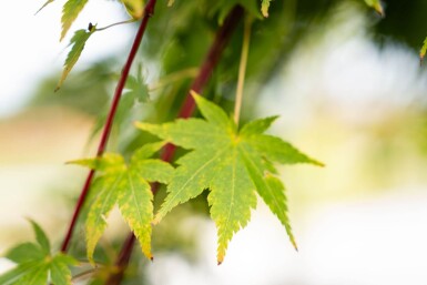 Acer palmatum 'Ôsakazuki'