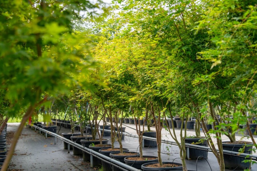 Acer palmatum 'Ôsakazuki' ME 250-300 P/K Acer palmatum 'Ôsakazuki' Mehrstämmig 250-300