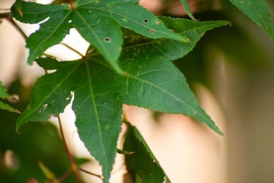 Acer palmatum 'Ôsakazuki' mehrstämmig 250-300