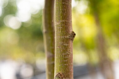 Acer palmatum 'Ôsakazuki' mehrstämmig 250-300