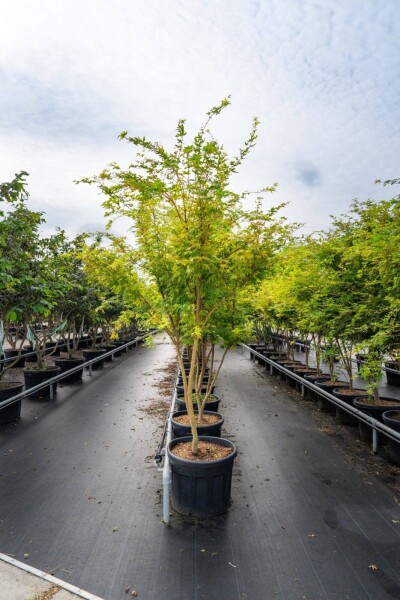 Acer palmatum 'Ôsakazuki' mehrstämmig