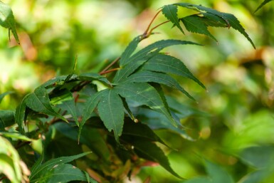 Acer palmatum 'Ôsakazuki' mehrstämmig 250-300