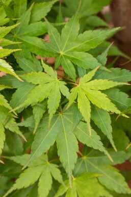 Acer palmatum 'Sangokaku'