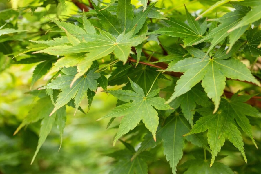 Acer palmatum 'Sangokaku' ME 200-250 P/K Acer palmatum 'Sangokaku' Mehrstämmig 200-250