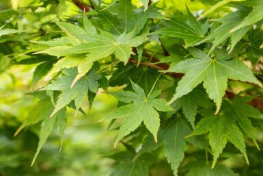 Acer palmatum 'Sangokaku' mehrstämmig 200-250