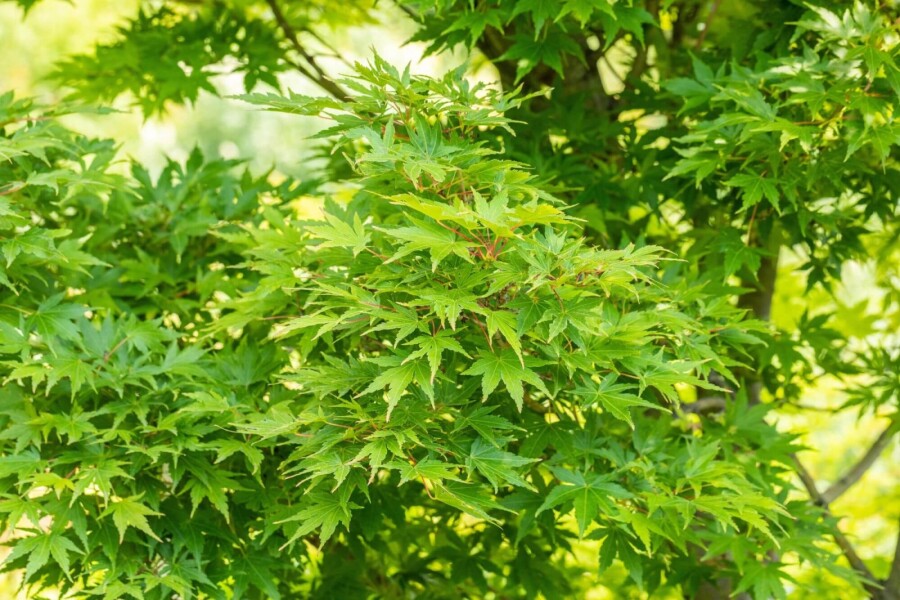 Acer palmatum 'Sangokaku' ME 200-250 P/K Acer palmatum 'Sangokaku' Mehrstämmig 200-250
