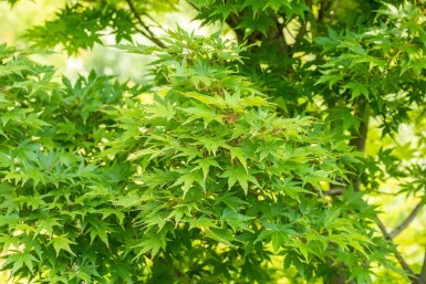 Acer palmatum 'Sangokaku' ME 200-250 P/K Acer palmatum 'Sangokaku' Mehrstämmig 200-250
