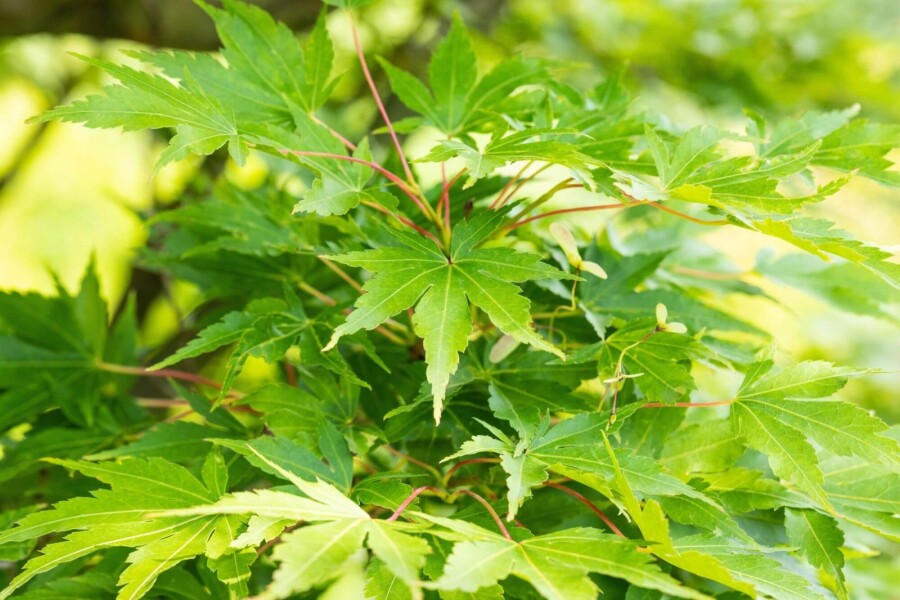 Acer palmatum 'Sangokaku' ME 200-250 P/K Acer palmatum 'Sangokaku' Mehrstämmig 200-250