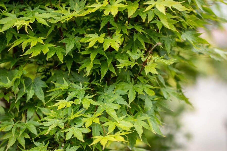 Acer palmatum 'Sangokaku' ME 200-250 P/K Acer palmatum 'Sangokaku' Mehrstämmig 200-250