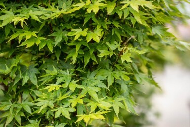 Acer palmatum 'Sangokaku' ME 200-250 P/K Acer palmatum 'Sangokaku' Mehrstämmig 200-250