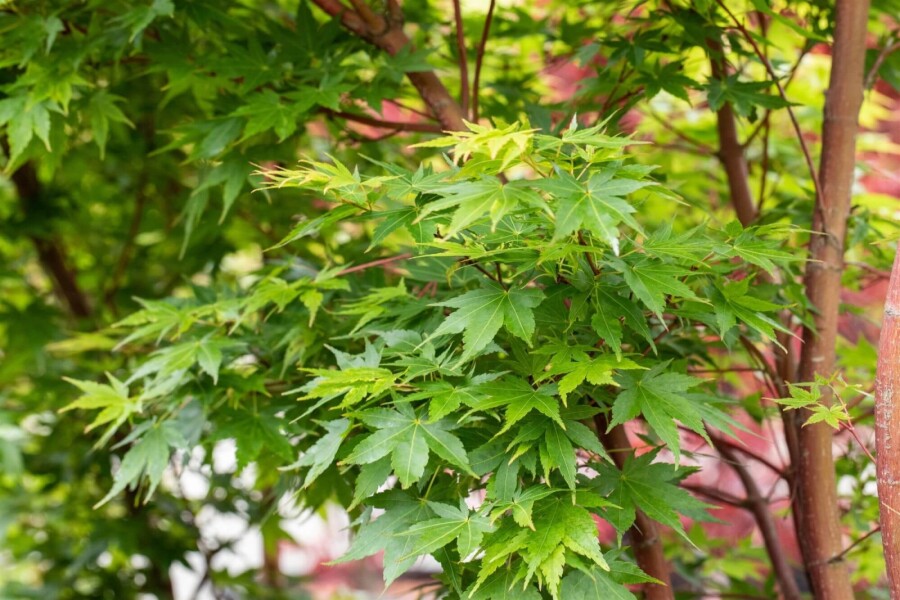 Acer palmatum 'Sangokaku' ME 200-250 P/K Acer palmatum 'Sangokaku' Mehrstämmig 200-250