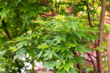 Acer palmatum 'Sangokaku' ME 200-250 P/K Acer palmatum 'Sangokaku' Mehrstämmig 200-250