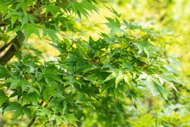 Acer palmatum 'Sangokaku' ME 200-250 P/K Acer palmatum 'Sangokaku' Mehrstämmig 200-250