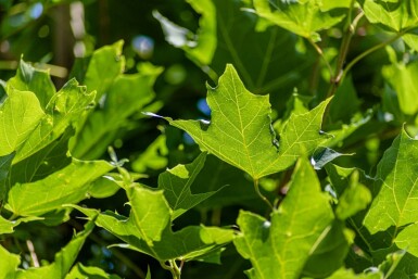 Acer platanoides hochstamm 10/12