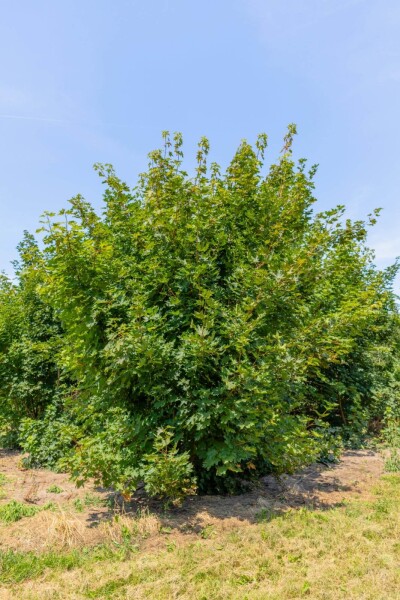 Acer platanoides meerstammig Acer platanoides meerstammig