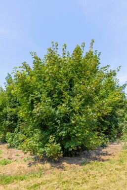 Acer platanoides mehrstämmig 200-250