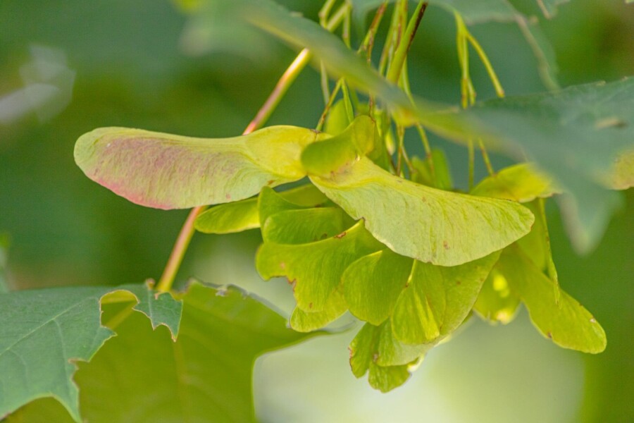 Acer platanoides ME 200-250 P/K Acer platanoides Mehrstämmig 200-250
