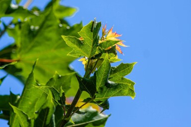 Acer platanoides mehrstämmig 200-250