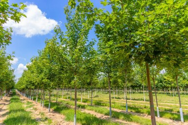 Acer platanoides 'Cleveland'