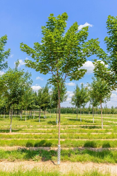 Acer platanoides 'Cleveland' hoogstam Acer platanoides 'Cleveland' hoogstam