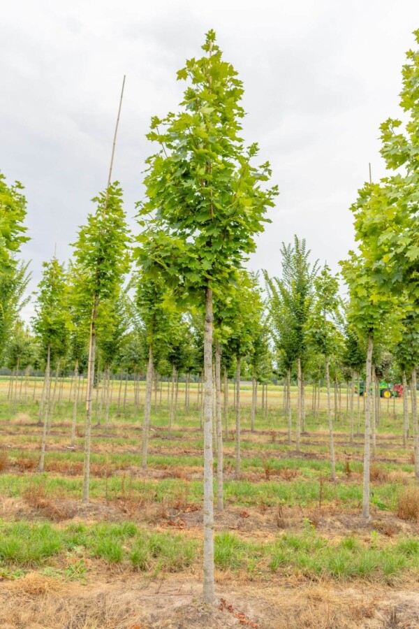 Acer platanoides 'Cleveland' HO10/12 P/K Acer platanoides 'Cleveland' Hochstamm 10/12