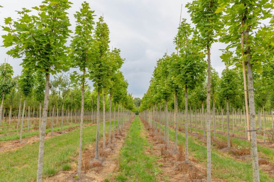 Acer platanoides 'Cleveland' HO10/12 P/K Acer platanoides 'Cleveland' Hochstamm 10/12