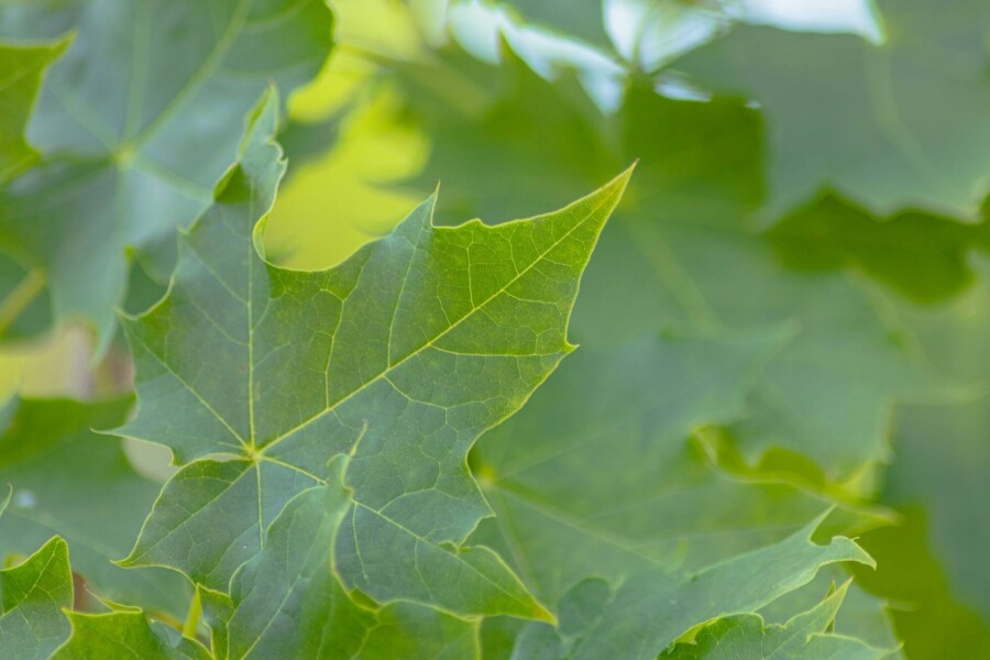 Acer platanoides 'Cleveland' HO10/12 P/K Acer platanoides 'Cleveland' Hochstamm 10/12