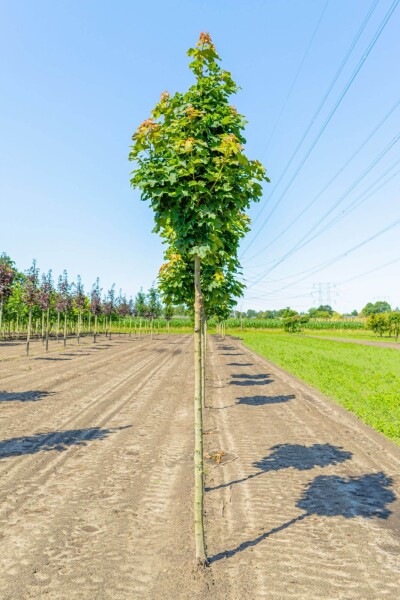 Acer platanoides 'Columnare' Acer platanoides 'Columnare'