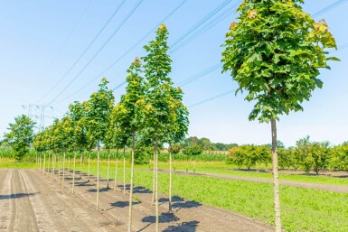 Acer platanoides 'Columnare' HO10/12 P/K Acer platanoides 'Columnare' Hochstamm 10/12
