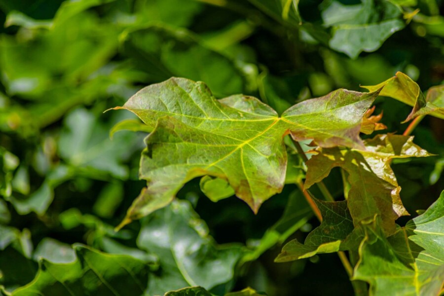 Acer platanoides 'Columnare' HO10/12 P/K Acer platanoides 'Columnare' Hochstamm 10/12