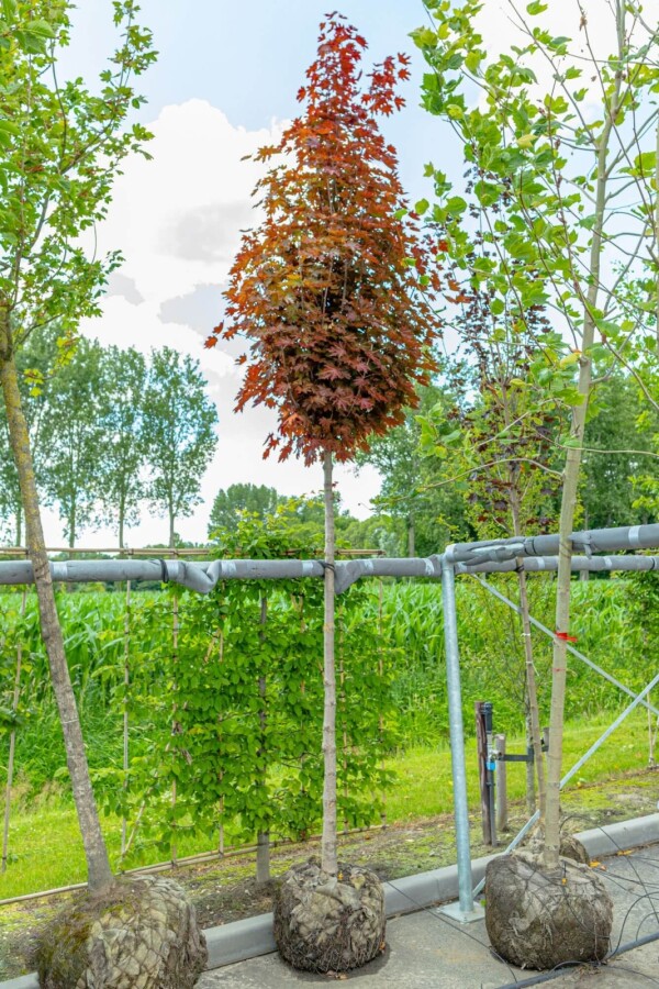Acer 'Crimson Sentry' HO 6/8 P/K Acer platanoides 'Crimson Sentry' Hochstamm 6/8