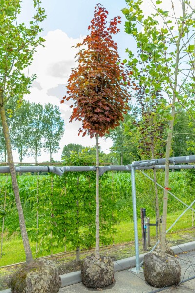 Acer platanoides 'Crimson Sentry' hoogstam